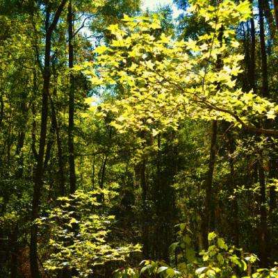 开云电竞app下载